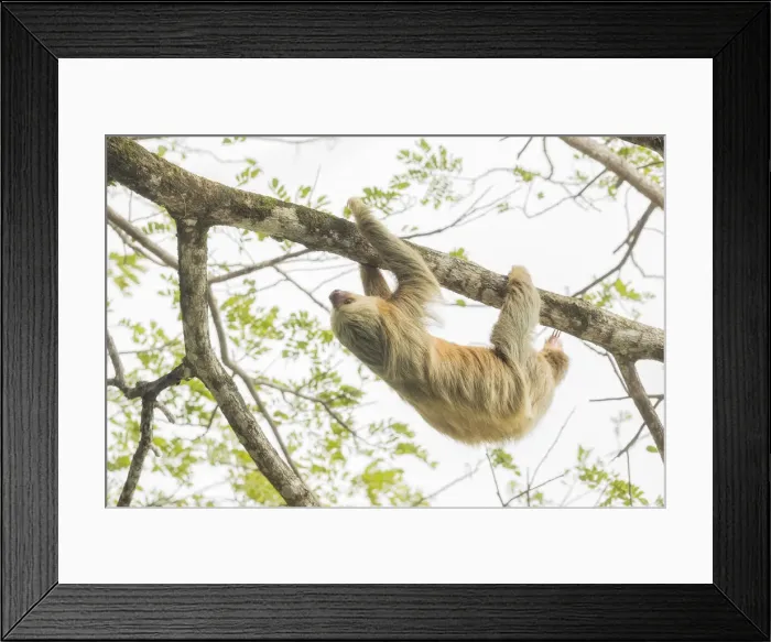 Framed Print : Hoffmanns two-toed sloth (Choloepus hoffmanni), Manuel Antonio National Park Framed Print : Hoffmanns two-toed sloth (Choloepus hoffmanni), Manuel Antonio National Park