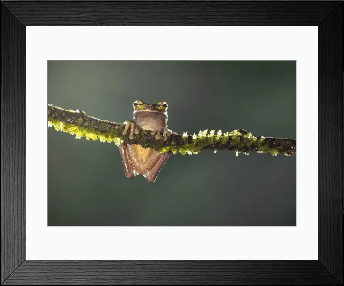 Framed Print : Masked Treefrog (Smilisca phaeota), Lowland rainforest, Costa Rica Framed Print : Masked Treefrog (Smilisca phaeota), Lowland rainforest, Costa Rica