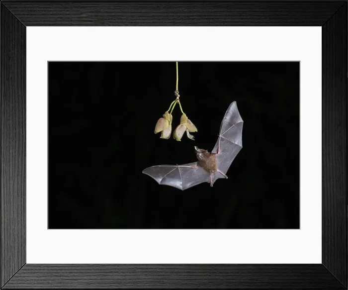 Framed Print : Pallass long-tongued Bat (Glossophaga soricina) feeding from Ox-eye vine (Mucuna spp Framed Print : Pallass long-tongued Bat (Glossophaga soricina) feeding from Ox-eye vine (Mucuna spp