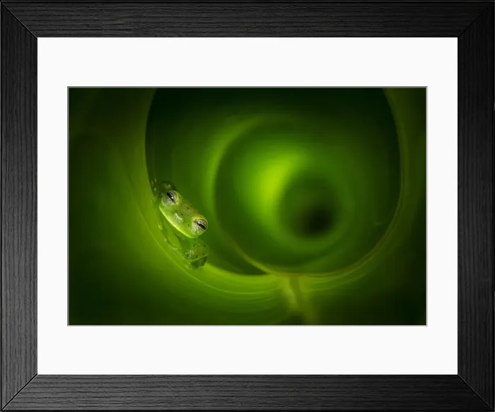 Framed Print : Emerald Glass Frog (Centrolene prosoblepon) inside heliconia leaf Framed Print : Emerald Glass Frog (Centrolene prosoblepon) inside heliconia leaf