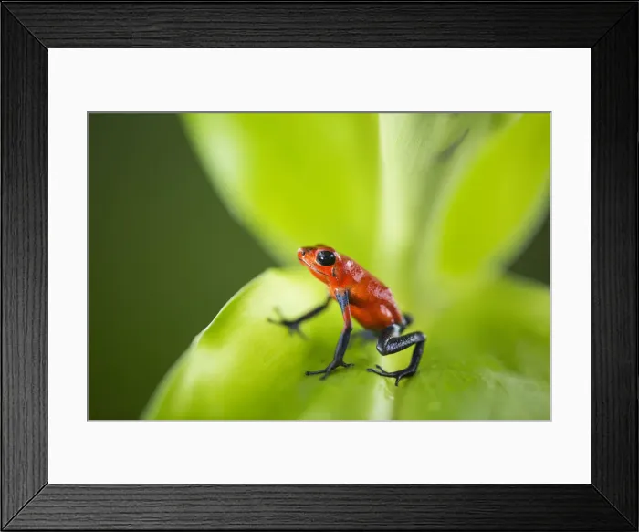 Framed Print : Strawberry Poison Dart Frog (Dendrobates pumilio) Costa Rica Framed Print : Strawberry Poison Dart Frog (Dendrobates pumilio) Costa Rica