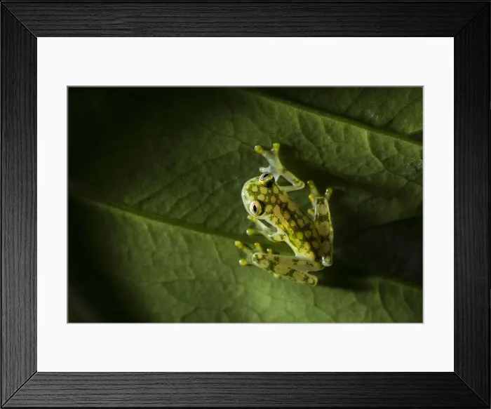 Framed Print : Reticulated Glass Frog (Hyalinobatrachium Valerioi) Costa Rica Framed Print : Reticulated Glass Frog (Hyalinobatrachium Valerioi) Costa Rica