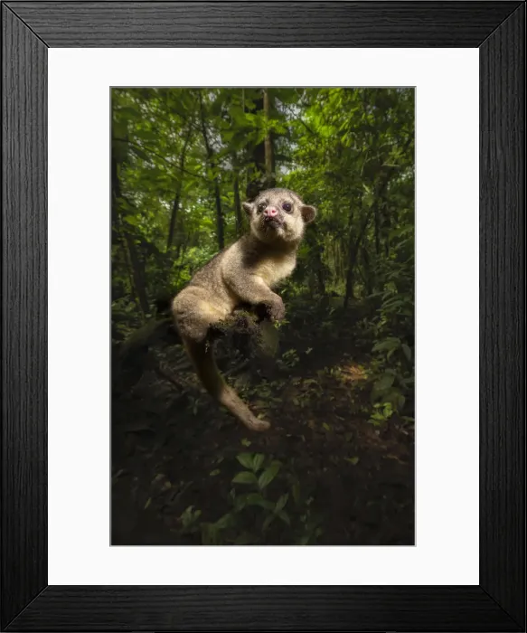 Framed Print : Kinkajou (Potos flavus) in primary rainforest (rehab animal about to be released)