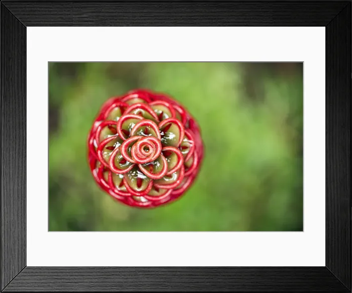 Framed Print : Pinecone Ginger (Zingiber Zerumbet in Costa Rica Framed Print : Pinecone Ginger (Zingiber Zerumbet in Costa Rica