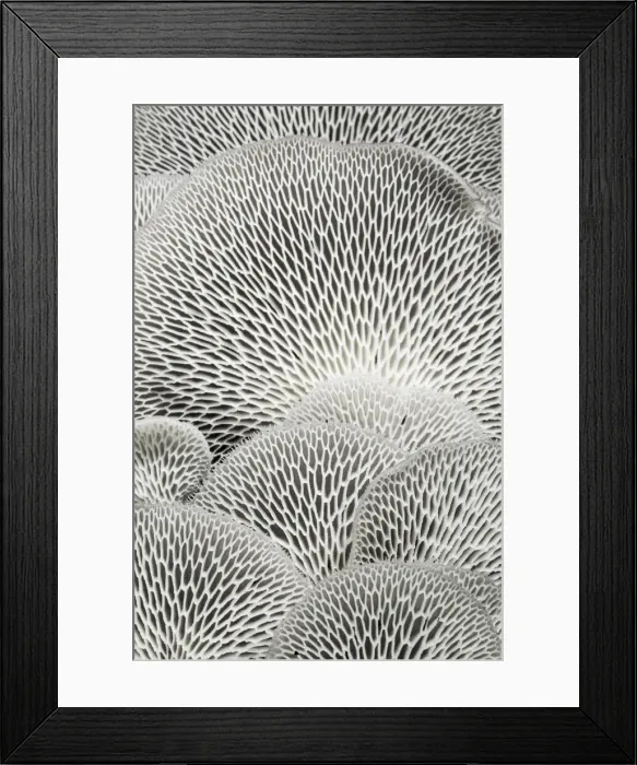 Framed Print : Rainforest Fungi in Costa Rica Framed Print : Rainforest Fungi in Costa Rica