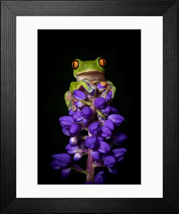 Framed Print : Yellow-eyed or Blue sided Leaf Frog (Agalychnis annae), San Jose, Costa Rica Framed Print : Yellow-eyed or Blue sided Leaf Frog (Agalychnis annae), San Jose, Costa Rica