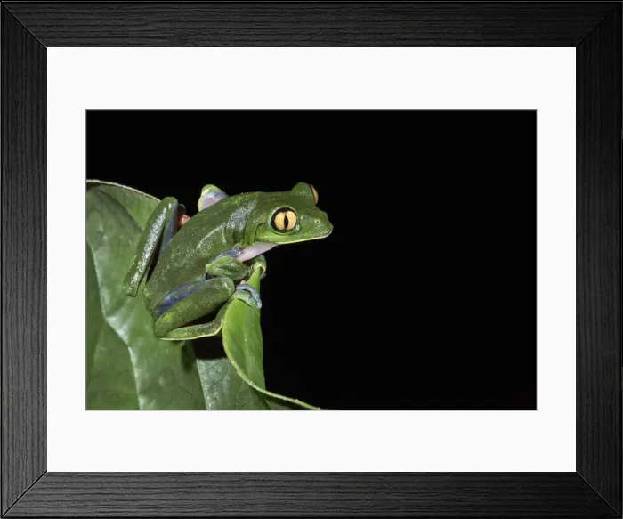 Framed Print : Yellow-eyed leaf frog (agalychnis annae) Costa Rica Framed Print : Yellow-eyed leaf frog (agalychnis annae) Costa Rica