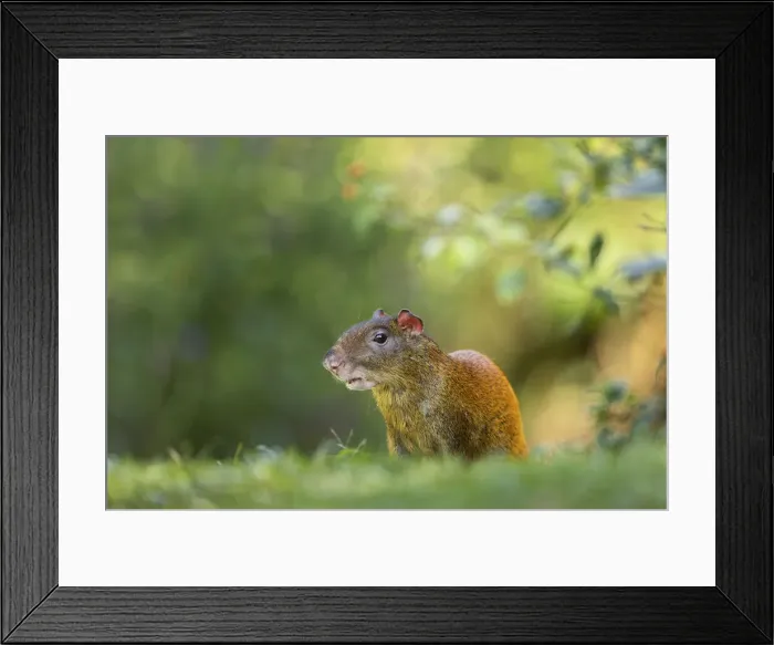 Framed Print : Central American agouti (Dasyprocta punctata), Costa Rica Framed Print : Central American agouti (Dasyprocta punctata), Costa Rica