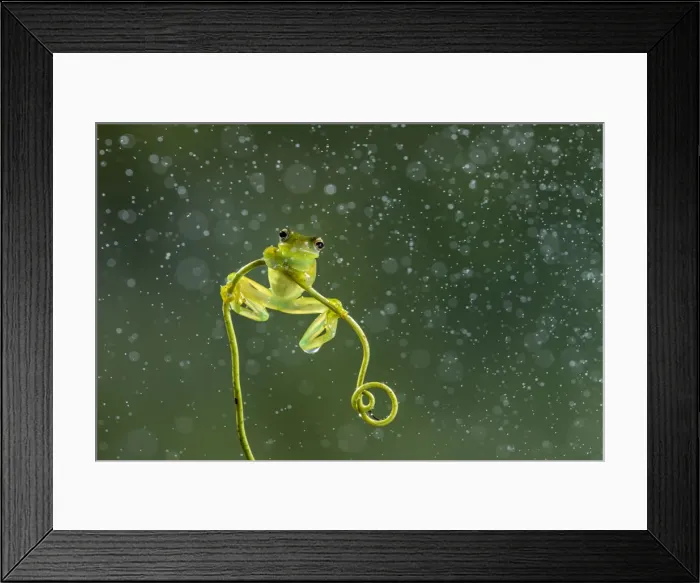 Framed Print : Granular glass-frog (Cochranella granulosa), lowland rainforest, Boca Tapada, Costa Rica Framed Print : Granular glass-frog (Cochranella granulosa), lowland rainforest, Boca Tapada, Costa Rica