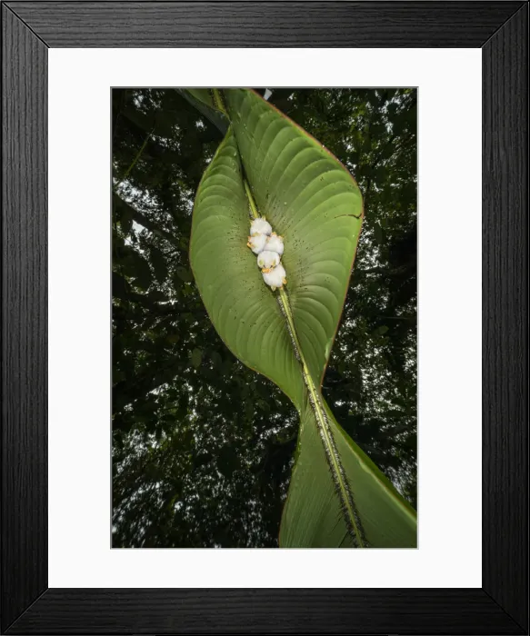 Framed Print : Honduran white bat (Ectophylla alba), roosting in heliconia leaf, Costa Rica Framed Print : Honduran white bat (Ectophylla alba), roosting in heliconia leaf, Costa Rica