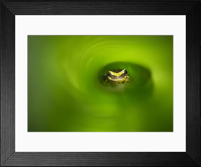 Framed Print : Hourglass treefrog (Dendropsophus ebraccatus), Arenal, Costa Rica Framed Print : Hourglass treefrog (Dendropsophus ebraccatus), Arenal, Costa Rica