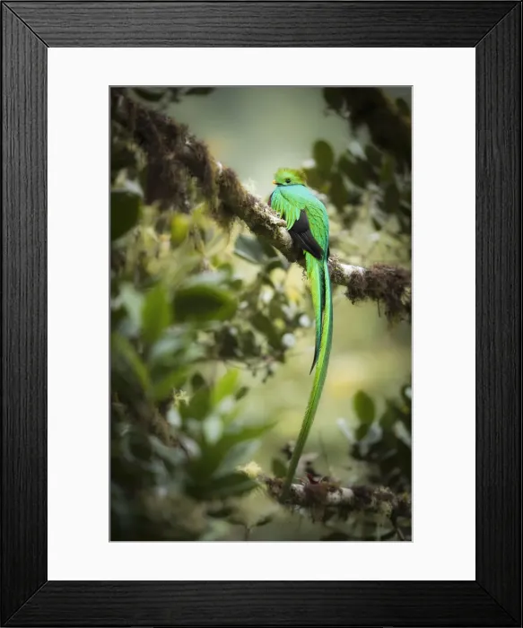 Framed Print : Resplendent Quetzal (Pharomachrus mocinno), Costa Rica Framed Print : Resplendent Quetzal (Pharomachrus mocinno), Costa Rica