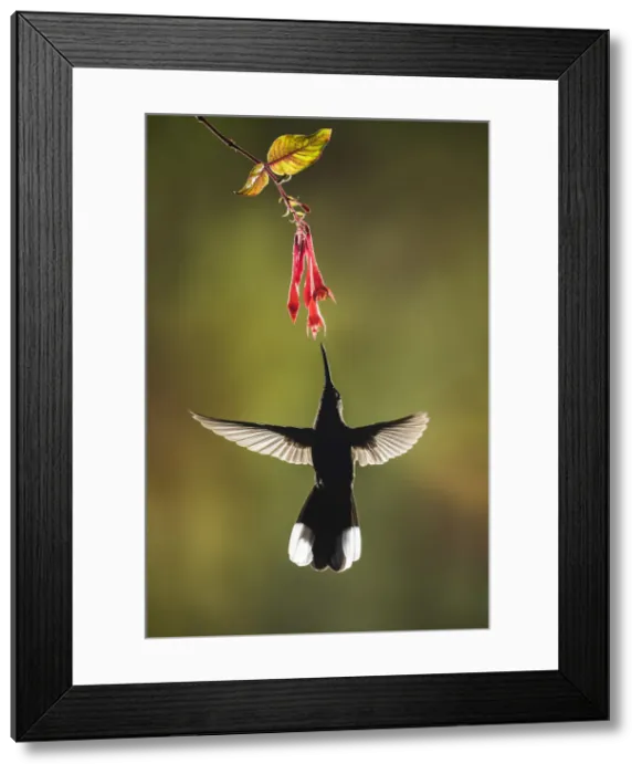 Framed Print : Violet Sabrewing Hummingbird (Campylopterus hemileucurus}, Costa Rica