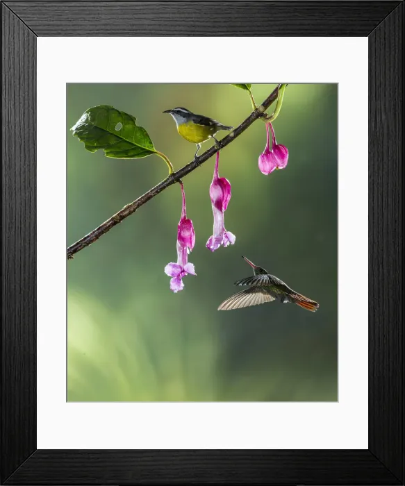 Framed Print : Bananaquit (Coereba flaveola) and Rufous-tailed Hummingbird (Amazilia tzacatl) Framed Print : Bananaquit (Coereba flaveola) and Rufous-tailed Hummingbird (Amazilia tzacatl)
