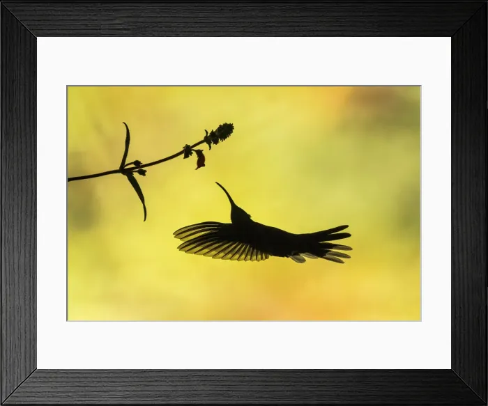 Framed Print : Violet Sabrewing Hummingbird (Campylopterus hemileucurus), Costa Rica Framed Print : Violet Sabrewing Hummingbird (Campylopterus hemileucurus), Costa Rica