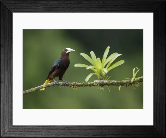 Framed Print : Chestnut-headed Oropendola (Psarocolius wagleri), Costa Rica Framed Print : Chestnut-headed Oropendola (Psarocolius wagleri), Costa Rica