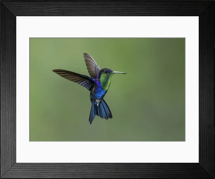 Framed Print : Violet-crowned woodnymph hummingbird (Thalurania colombica columbica), Costa Rica Framed Print : Violet-crowned woodnymph hummingbird (Thalurania colombica columbica), Costa Rica