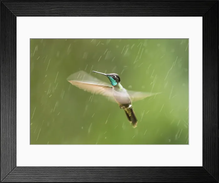 Framed Print : Magnificent Hummingbird (Eugenes fulgens), Costa Rica Framed Print : Magnificent Hummingbird (Eugenes fulgens), Costa Rica