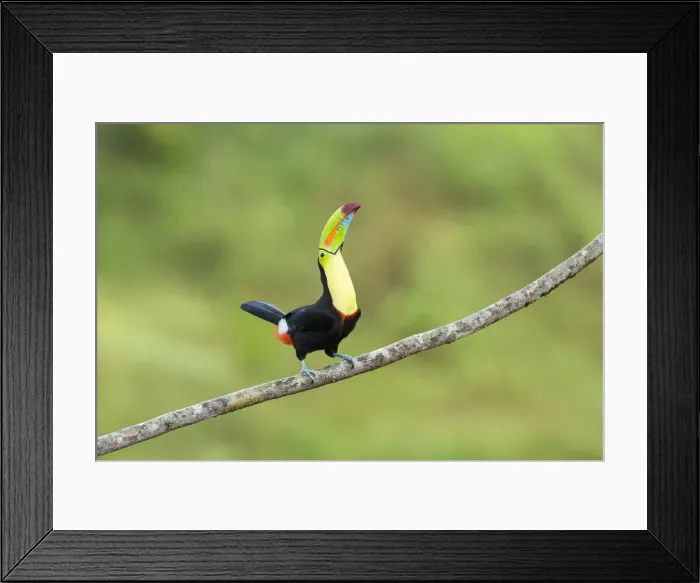 Framed Print : Keel-billed Toucan (Ramphastos sulfuratus), Costa Rica Framed Print : Keel-billed Toucan (Ramphastos sulfuratus), Costa Rica