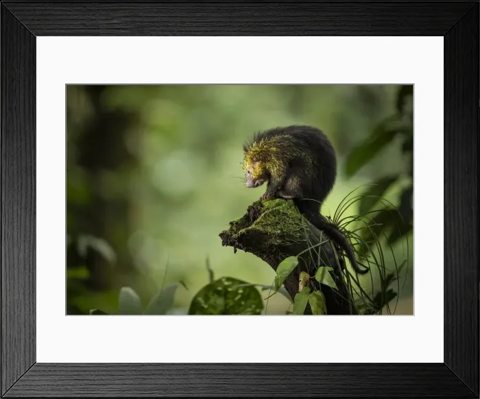 Framed Print : Mexican hairy dwarf porcupine (Coendou mexicanus) in primary rainforest Framed Print : Mexican hairy dwarf porcupine (Coendou mexicanus) in primary rainforest