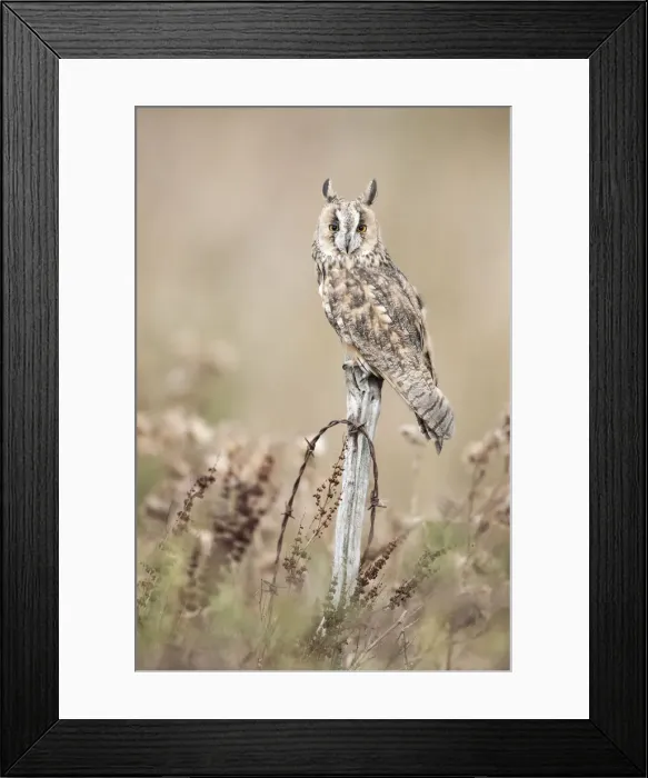 Framed Print : Long-eared Owl (Asio otus) (C) UK