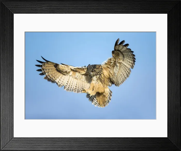 Framed Print : European Eagle Owl (Bubo bubo) (Captive) Framed Print : European Eagle Owl (Bubo bubo) (Captive)