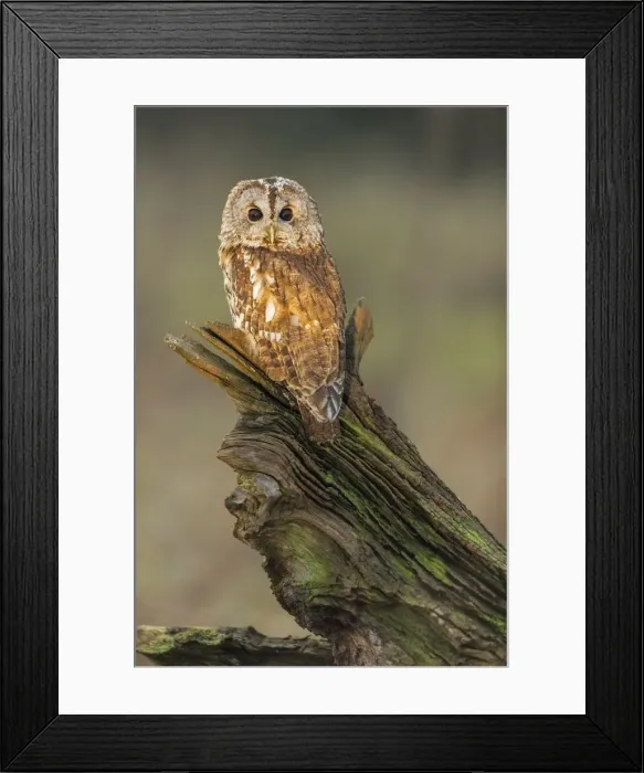 Framed Print : Tawny Owl (Strix aluco) (C) perched on branch UK
