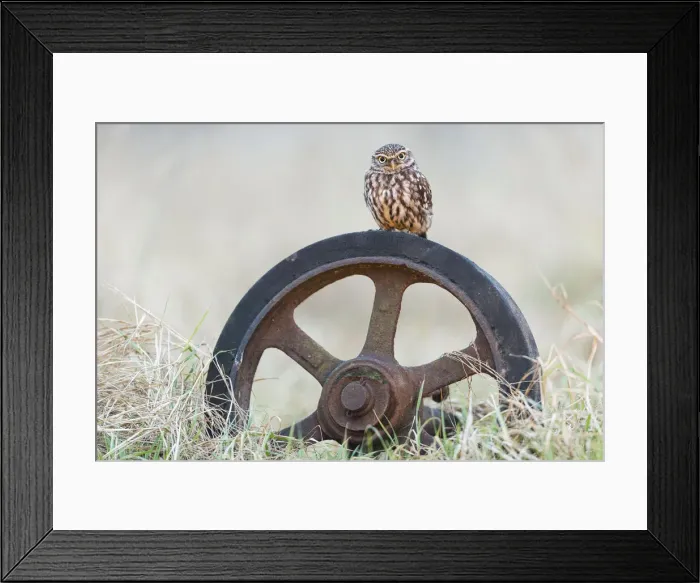 Framed Print : Little Owl (Athene noctua) (C) UK Framed Print : Little Owl (Athene noctua) (C) UK