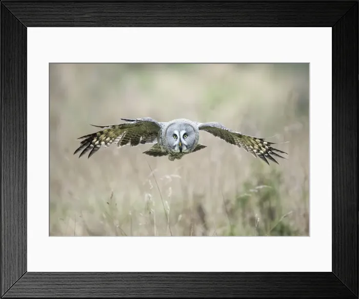 Framed Print : Great Grey Owl (Strix nebulas) (C) UK