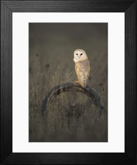 Framed Print : Barn Owl (Tyto alba), (C), Hampshire, England, UK Framed Print : Barn Owl (Tyto alba), (C), Hampshire, England, UK