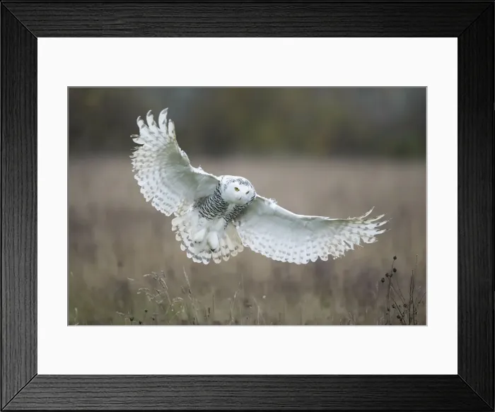 Framed Print : Snowy Owl (Bubo scandiacus) (Captive) Framed Print : Snowy Owl (Bubo scandiacus) (Captive)
