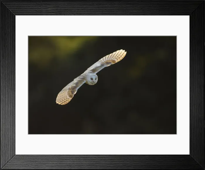 Framed Print : Barn Owl (Tyto alba), (C), Hampshire, England, UK Framed Print : Barn Owl (Tyto alba), (C), Hampshire, England, UK