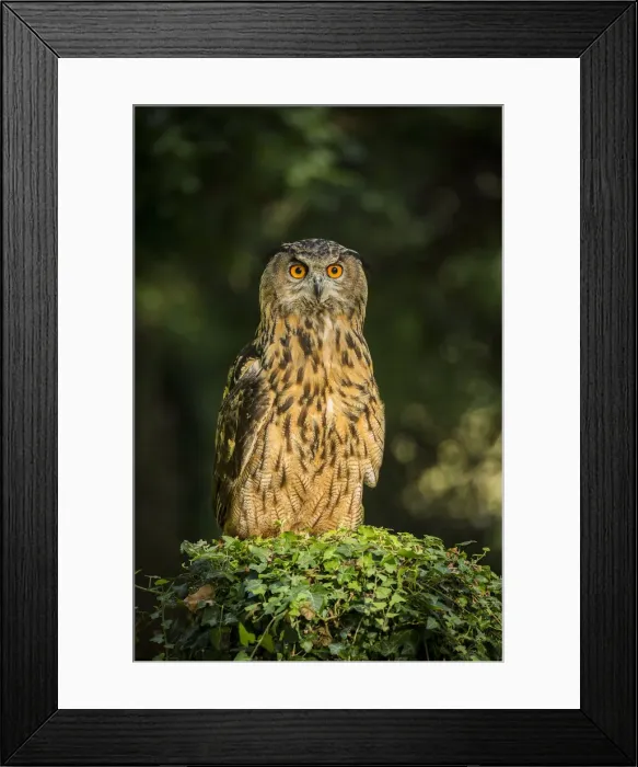 Framed Print : European Eagle Owl (Bubo bubo), (C), Hampshire, England, UK Framed Print : European Eagle Owl (Bubo bubo), (C), Hampshire, England, UK