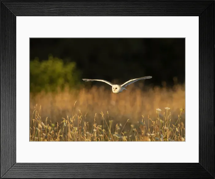 Framed Print : Barn Owl (Tyto alba) (C), Hawk Conservancy Trust, Hampshire, England, UK Framed Print : Barn Owl (Tyto alba) (C), Hawk Conservancy Trust, Hampshire, England, UK