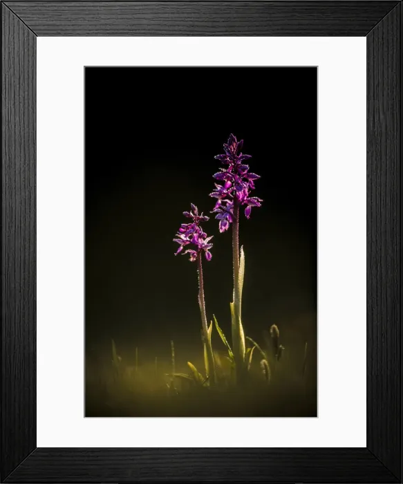 Framed Print : Early Purple Orchid (Orchis mascula), Hardington Moor, Somerset, England Framed Print : Early Purple Orchid (Orchis mascula), Hardington Moor, Somerset, England