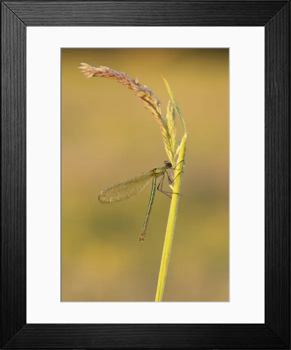Framed Print : Beautiful Demoiselle (Calopteryx virgo), female, River Frome, Dorchester, Dorset, England Framed Print : Beautiful Demoiselle (Calopteryx virgo), female, River Frome, Dorchester, Dorset, England