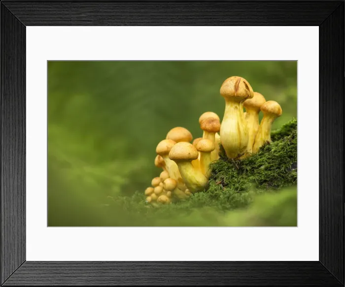 Framed Print : Spectacular rustgill (Gymnopilus junonius), New Forest National Park, Hampshire, England Framed Print : Spectacular rustgill (Gymnopilus junonius), New Forest National Park, Hampshire, England