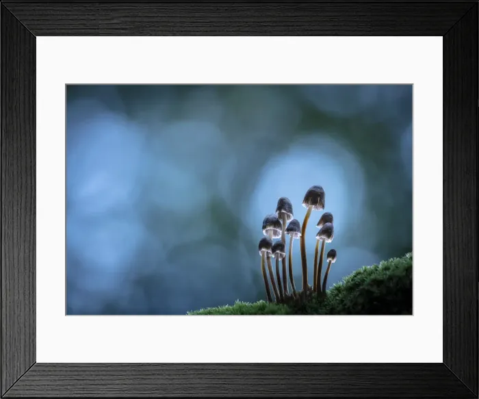 Framed Print : Mycena inclinata, New Forest National Park, Hampshire, England, UK Framed Print : Mycena inclinata, New Forest National Park, Hampshire, England, UK