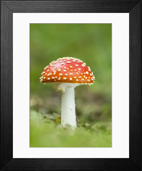 Framed Print : Fly Agaric (Amanita muscaria), New Forest National Park, Hampshire, England Framed Print : Fly Agaric (Amanita muscaria), New Forest National Park, Hampshire, England