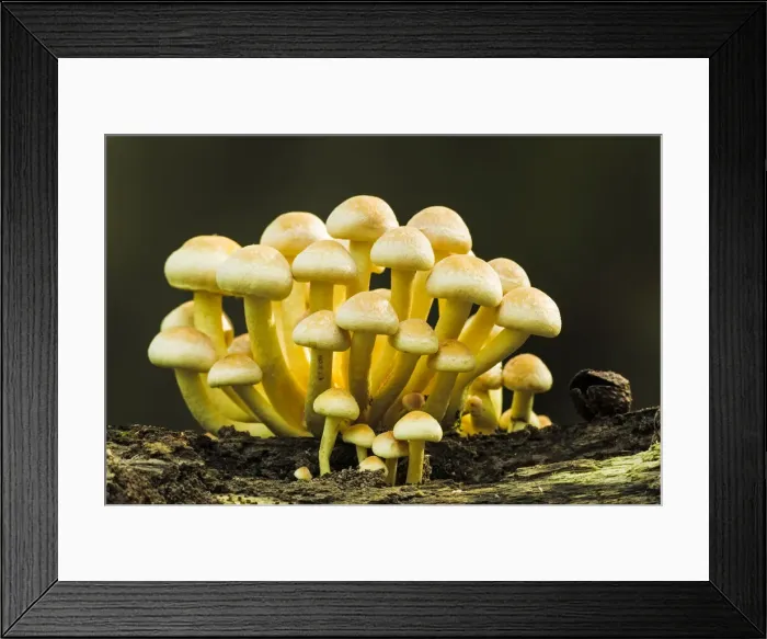 Framed Print : Sulphur Tuft (Hypholoma fasciculare), New Forest National Park, Hampshire, England