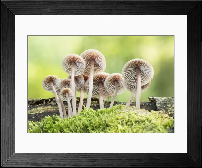 Framed Print : Fairies Bonnets (Coprinus disseminatus), New Forest National Park, Hampshire, England Framed Print : Fairies Bonnets (Coprinus disseminatus), New Forest National Park, Hampshire, England
