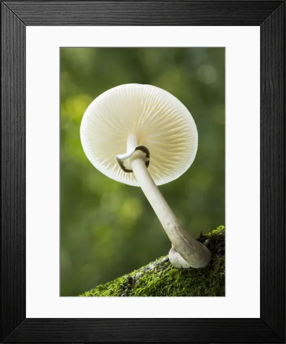 Framed Print : Porcelain Fungus (Oudemansiella mucida), New Forest National Park, Hampshire, England Framed Print : Porcelain Fungus (Oudemansiella mucida), New Forest National Park, Hampshire, England