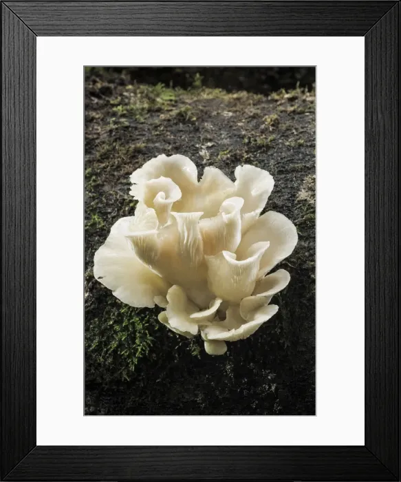 Framed Print : Pleurotus pulmonarius, New Forest National Park, Hampshire, England