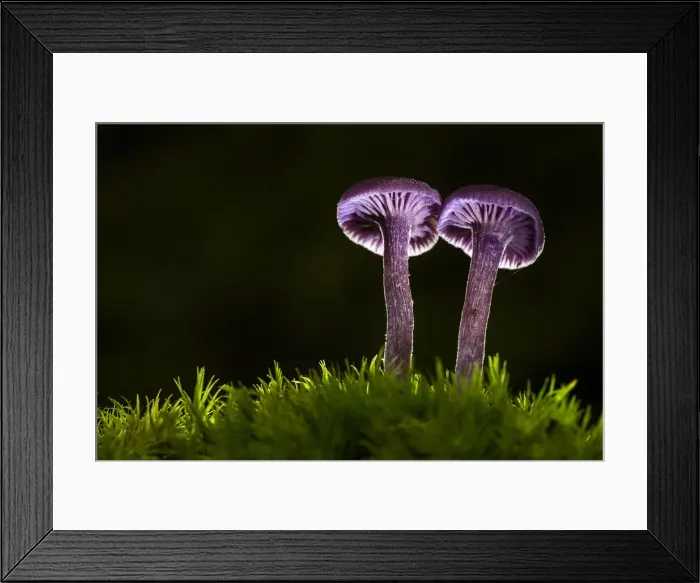 Framed Print : Amethyst Deceiver (Laccaria amethystea), New Forest National Park, Hampshire, England Framed Print : Amethyst Deceiver (Laccaria amethystea), New Forest National Park, Hampshire, England