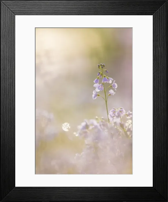 Framed Print : Ladys Smock / Cuckoo Flower, England Framed Print : Ladys Smock / Cuckoo Flower, England