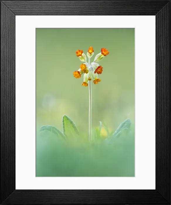 Framed Print : False Oxlip, Somerset, England Framed Print : False Oxlip, Somerset, England