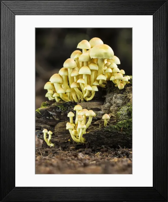 Framed Print : Sulphur Tuft (Hypholoma fasciculare), New Forest National Park, Hampshire, England