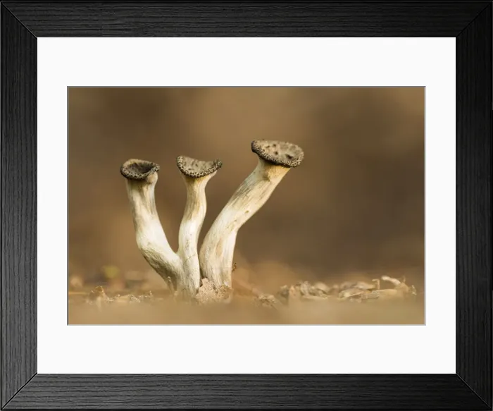 Framed Print : Horn of Plenty (Craterellus cornucopioides), New Forest National Park, Hampshire, England Framed Print : Horn of Plenty (Craterellus cornucopioides), New Forest National Park, Hampshire, England