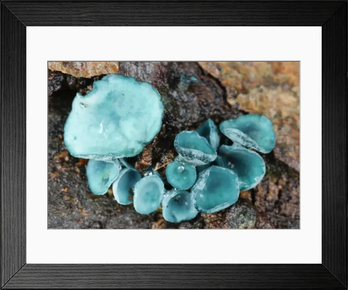 Framed Print : Green Wood-cup (Chlorosplenium aeruginascens), New Forest National Park, Hampshire Framed Print : Green Wood-cup (Chlorosplenium aeruginascens), New Forest National Park, Hampshire