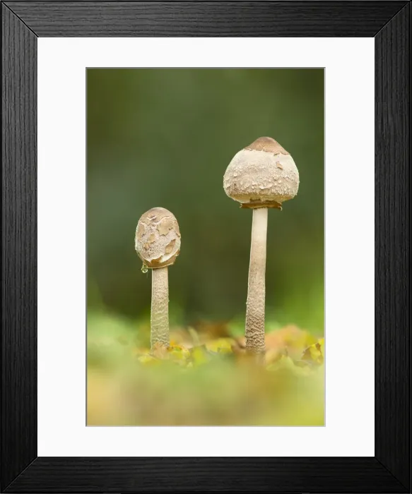Framed Print : Parasol mushroom (Macrolepiota procera), New Forest National Park, Hampshire, England Framed Print : Parasol mushroom (Macrolepiota procera), New Forest National Park, Hampshire, England